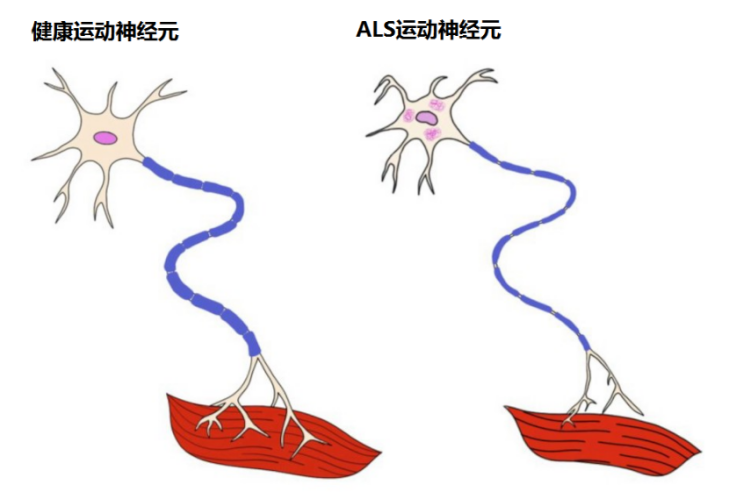 &#31859;&#20848;&#23448;&#26041;&#31449;&#32593;&#39029;&#29256;&#45;&#31859;&#20848;&#40;&#20013;&#22269;&#41;